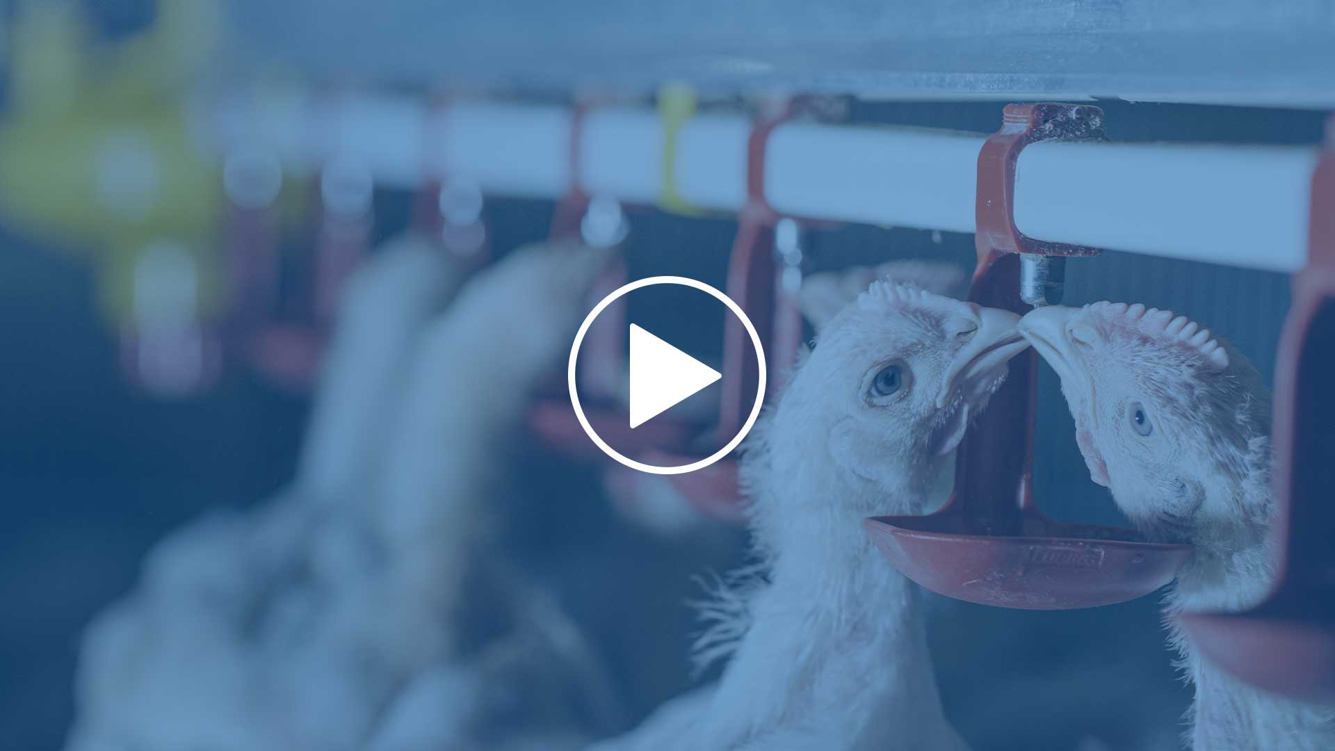 FEATHERSOFT BROILER