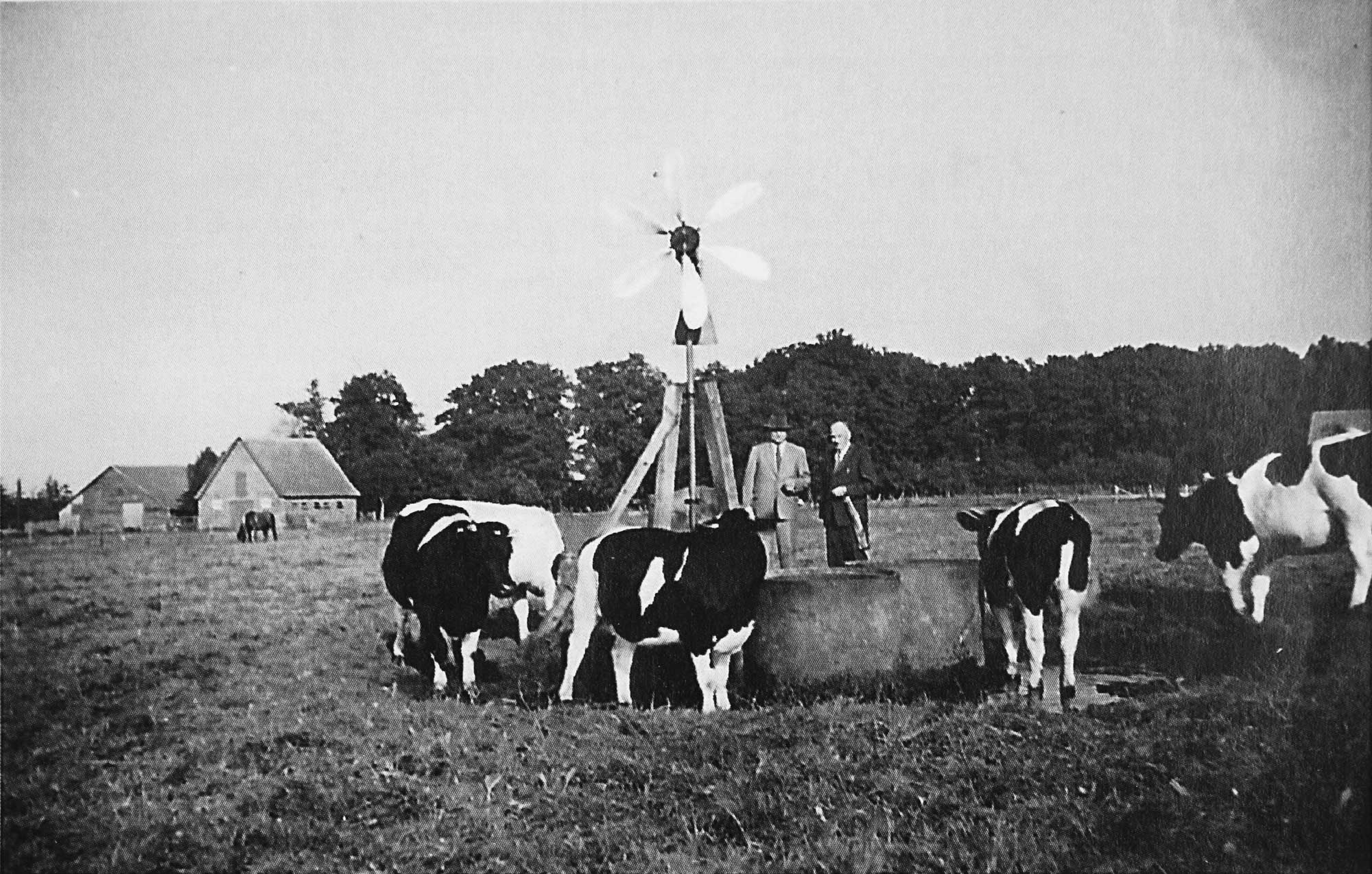 Field test: One of the LUBING pasture pumps in use on a cow pasture.